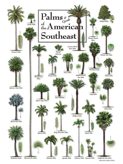 74 Types of Palm Trees with Pictures: Identification Guide .